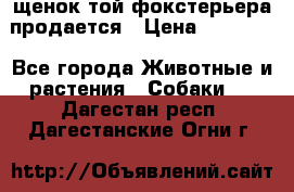 щенок той-фокстерьера продается › Цена ­ 25 000 - Все города Животные и растения » Собаки   . Дагестан респ.,Дагестанские Огни г.